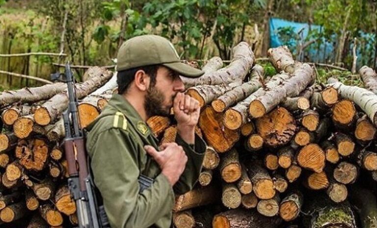 فرمانده یگان حفاظت منابع طبیعی و آبخیزداری در گفت و گو با قدس مطرح کرد: قاچاق سالانه ۹۰ هزار اصله درخت 