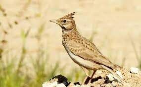 ۴۰ پرنده غیر مجاز صید شده در مشهد به طبیعت بازگردانده شدند