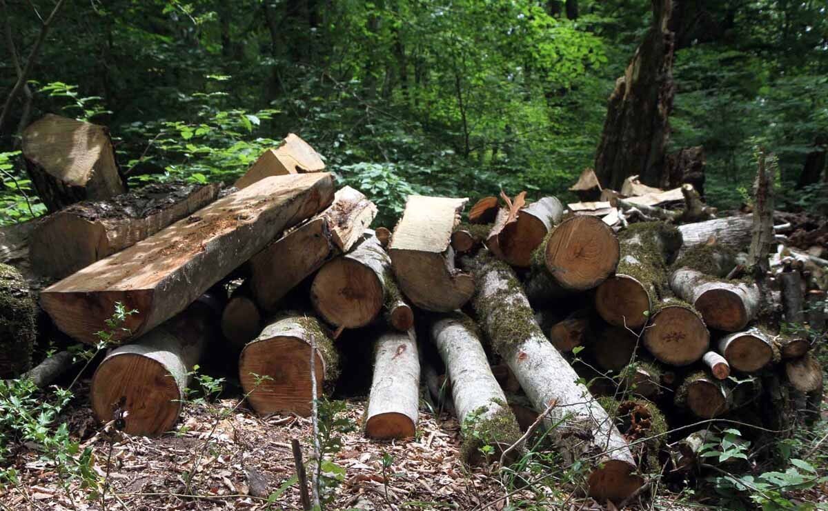 قطع ۴ هزار درخت در جنگلِ الیمالاتِ نور تکذیب شد