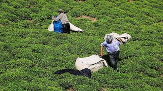 رییس سازمان چای کشور خبر داد؛برداشت ۵۱ هزار و ۳۰۰ تن برگ سبز چای از باغات شمال کشور