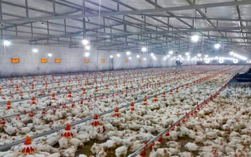 تولید ۴۱ هزار تن گوشت مرغ در سیستان‌وبلوچستان