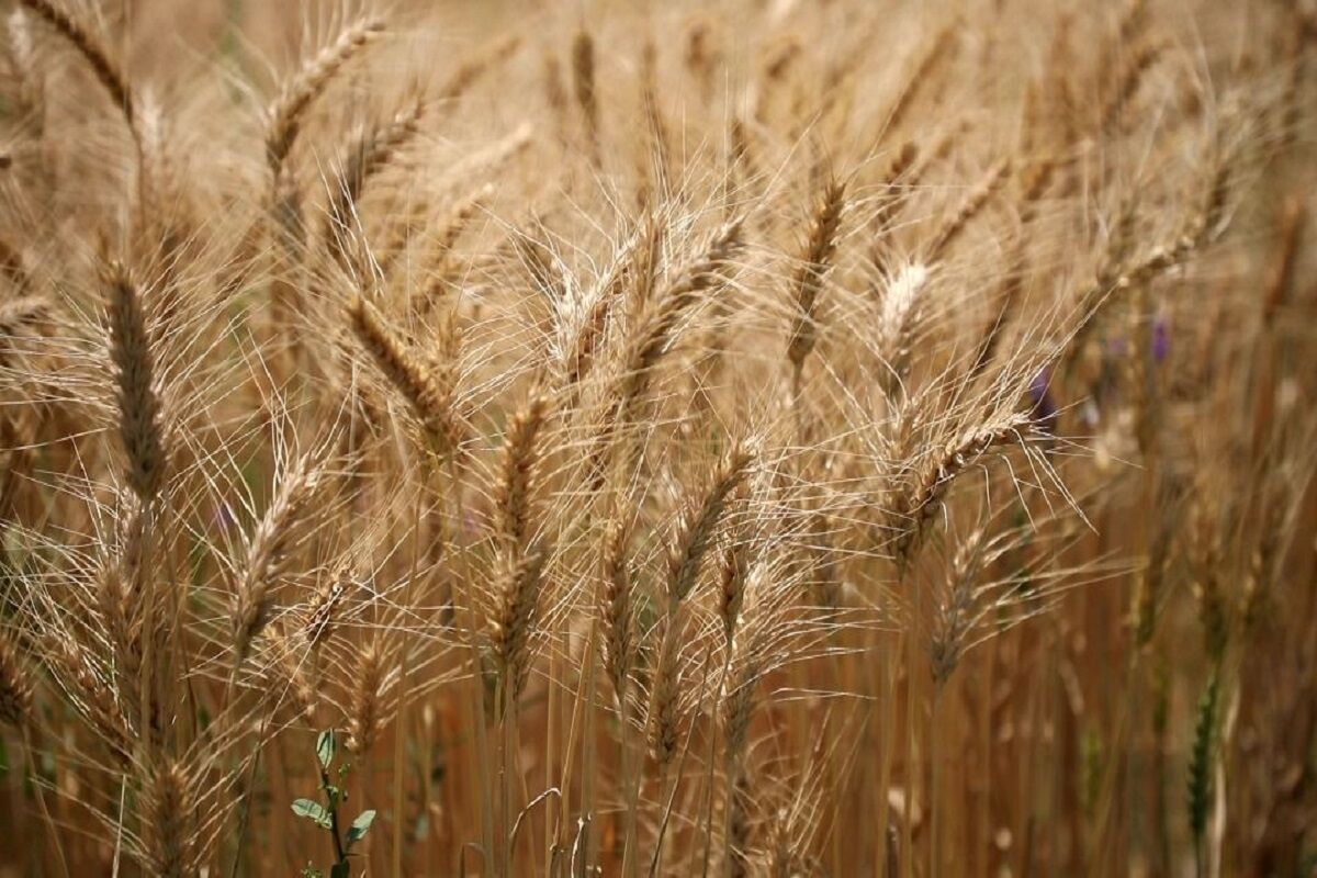 خودکفایی در تولید گندم نیازمند سمپاشی به‌موقع و مراقبت از مزارع است