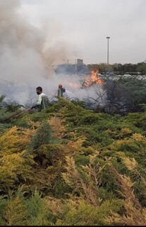 آتش سوزی تعداد زیادی درخت در میدان قائم