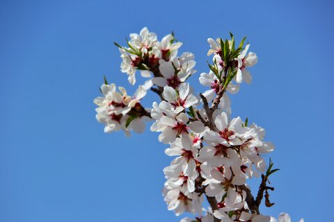 شکوفه های بهاری در بام ایران