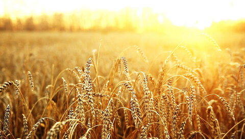 تولید گندم ایران امسال به ۱۴.۵ میلیون تن می‌رسد/ایران یازدهمین تولیدکننده بزرگ گندم دنیا