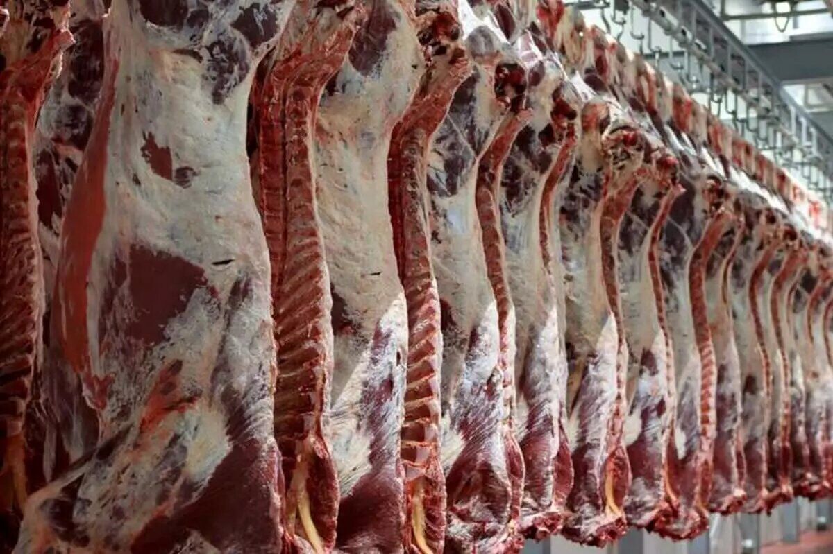 توزیع گوشت قرمز گرم طرح تنظیم بازار در مشهد آغاز شد