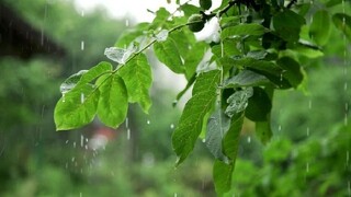 ورود سامانه بارشی به خراسان رضوی/دمای هوا تا اواسط هفته در استان روند افزایشی دارد