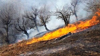آتش در ۱۵۰۰هکتار جنگل لرستان/ شناسایی عامل حریق اراضی پلدختر