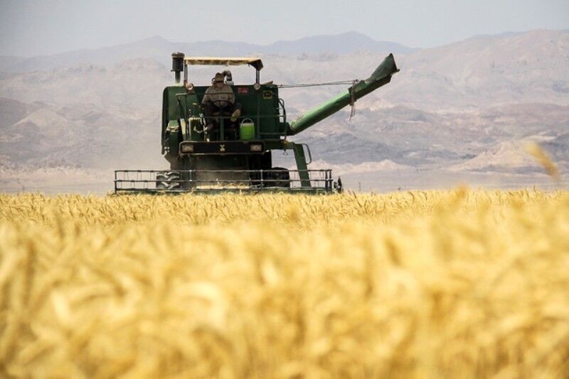 پیش‌بینی تولید یک میلیون تن گندم در کرمانشاه/ برداشت از اردیبهشت آغاز می‌شود