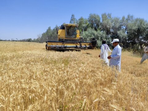 پیش بینی تولید ۳۹۹ هزار تن گندم در ایلام