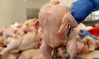 دبیرکانون پرورش دهندگان مرغ گوشتی: نیازی به‌واردات مرغ منجمد نداریم