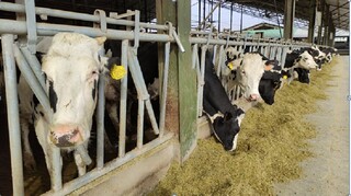 کاهش ۳۰ هزار تومانی قیمت دام زنده سنگین/ گوشت واردتی بازار را اشباع کرده است