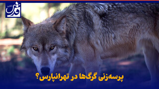 فیلم| پرسه‌زنی گرگ‌ها در تهرانپارس؟