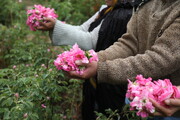 کشت گل محمدی در کوهسرخ زمینه‌ساز ایجاد اشتغال و درآمدزایی است