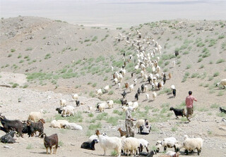 کوچ زودهنگام عامل تهدید مراتع فارس