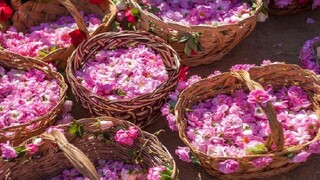 ۶۰ درصد گل‌محمدی تولیدی خراسان رضوی به گلاب تبدیل شد