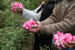 کشت گل محمدی در کوهسرخ زمینه‌ساز ایجاد اشتغال و درآمدزایی است