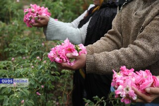 افت سطح زیر کشت مزارع گل محمدی در خراسان رضوی /  ۳۸ کارگاه گلاب‌گیری در فرخد فعال هستند