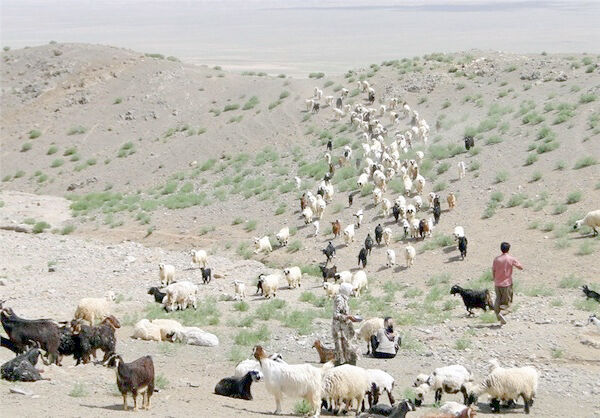 کوچ زودهنگام عامل تهدید مراتع فارس 