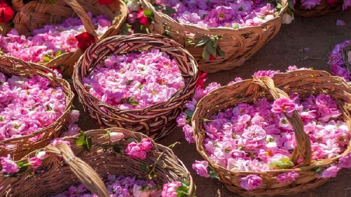 احیای سنت گلابگیری در یزد برای تأمین گلاب حرم رضوی 