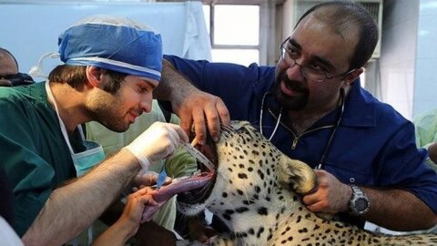 یک دامپزشک حیات وحش: دامپزشک متخصص حیات وحش در ایران نداریم