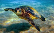 یک موضوع نگران کننده برای لاکپشت‌های خلیج فارس