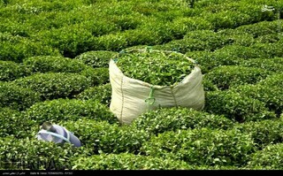 ۵۲ هزار و ۵۶۲ تن برگ سبز چای در کشور خریداری شد
