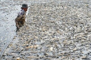 تلف شدن صدها هزار ماهی در ویتنام