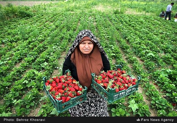 توت فرنگی مازندران به کام دلالان است / دسترنج کشاورزان توسط واسطه‌ها دست به دست می‌شود