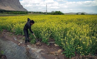 برای واردات دانه روغنی پول داریم، برای ۱۰درصد تولید داخل نه!