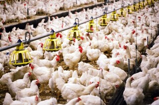 صادرات مرغ برای نخستین بار در کشور انجام شد