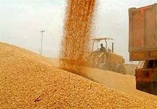 ۸۵۰تن گندم در اصفهان خرید تضمینی شد