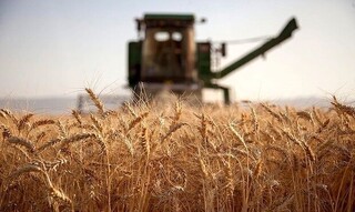 برداشت گندم در کشور ادامه دارد