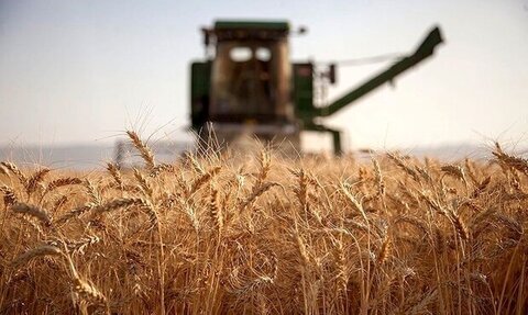 قیمت هر کیلو گندم ۱۷ هزار و ۵۰۰ تومان تعیین شد
