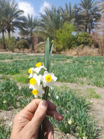 روایت مردی که سالهاست برای امام رضا(ع) گل نرگس هدیه میفرستد/ از ۴ بسته تا ۳۰هزار شاخه