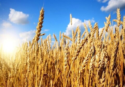 پیش‌بینی افزایش ۶ میلیون تنی تولید گندم از اراضی دیم کشور تا سال