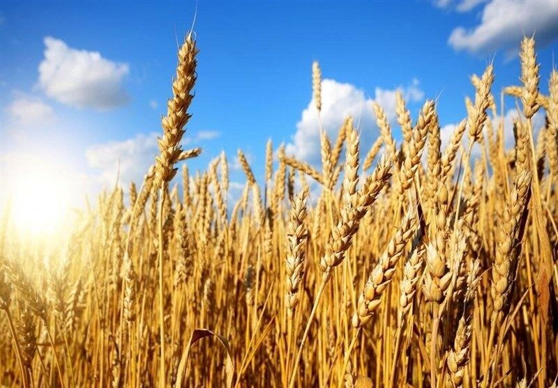 برداشت گندم در رشتخوار آغاز شده است

