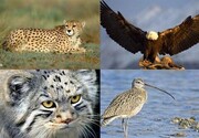 ۷۵ گونه جانوری ایران در لیست «سرخ» قرار دارند