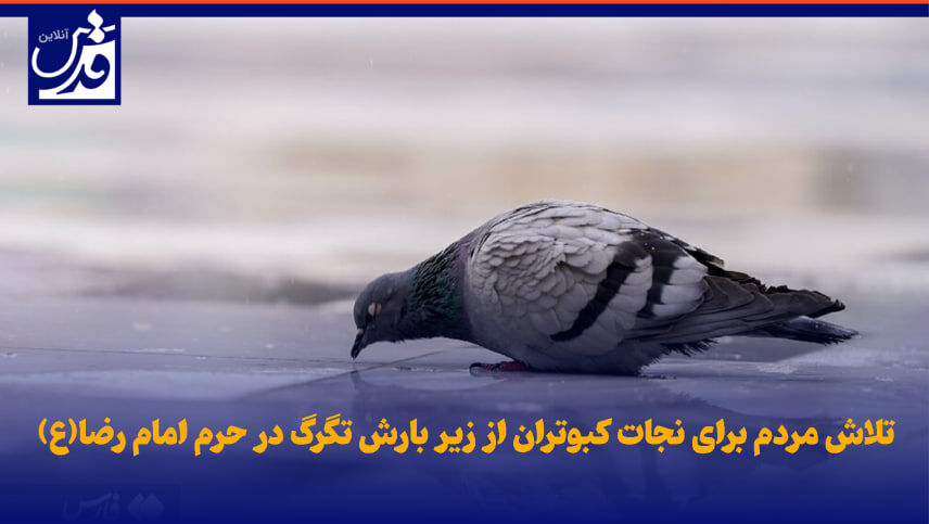 فیلم| تلاش مردم برای نجات کبوتران از زیر بارش تگرگ در حرم امام رضا(ع)