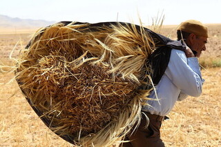 پیش بینی برداشت ۱۵ هزار تنی گندم از زمین‌های کشاورزی رشتخوار