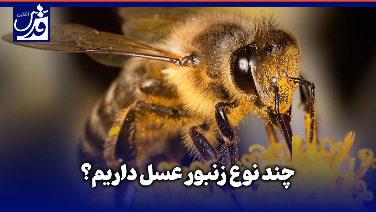 کلیپ| چند نوع زنبور عسل داریم؟