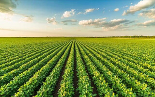کشاورزی عامل مستقیم انتشار ۱۳.۵ درصد از گازهای گلخانه‌ای