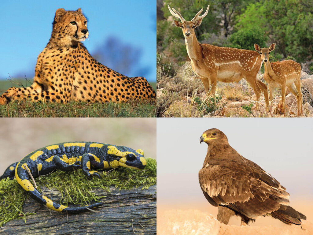 ۸۷ گونه جانوری کشور در خطر انقراض‌ است