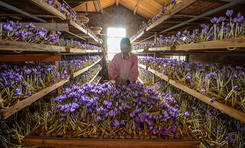 ورود چینیها این بار بهبازار طلای سرخ!