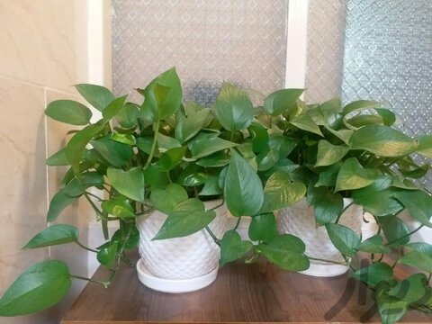 گیاهان قهرمانانِ گمنام خانههای ما هستند