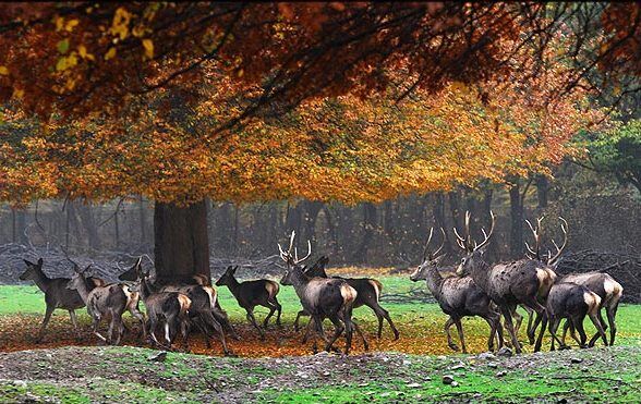 پارک‌های ملی معروف ایران را بشناسید / مسافرت‌های تابستانه؛ فرصتی مغتنم برای ایران‌شناسی 