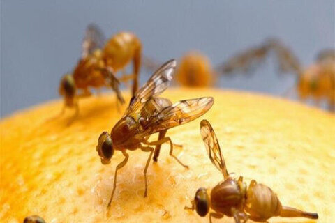 تلفات میلیاردی مگس میوه مدیترانه‌ای به باغداران شمال