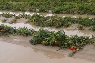 هواشناسی ایران ۱۴۰۳/۴/۱۰؛ هشدار سیلاب در برخی استان‌ها / احتمال خسارت به محصولات کشاورزی