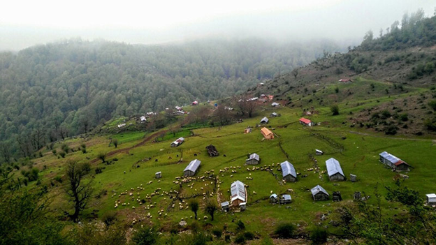 نفس عمیق در جنگلهای بکر ایران: سفری به قلب طبیعت