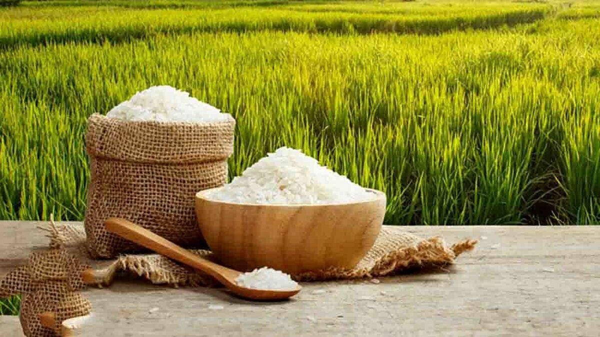 چرا آلودگی برنج با آرسنیک خطرناک است